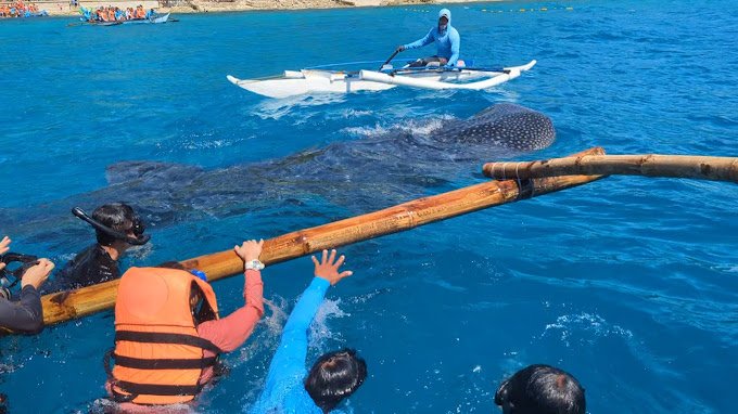 Oslob Whale Shark Watching