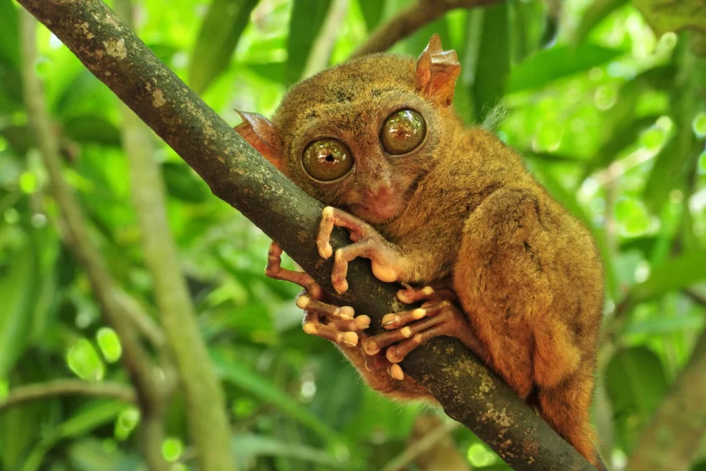 Tarsier in bohol