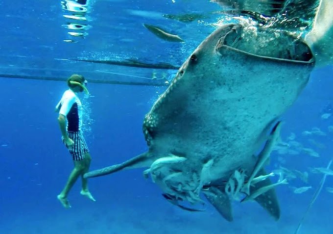 snorkeling with the whale sharks by Oslob Whale Shark Watching