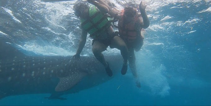 swimming with whale shark in oslob by Turgut Barut