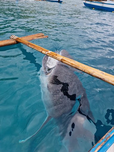 whale shark in oslob by Kim Hagmann