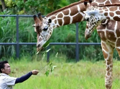 cebu safari and adventure park