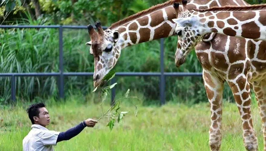 cebu safari and adventure park