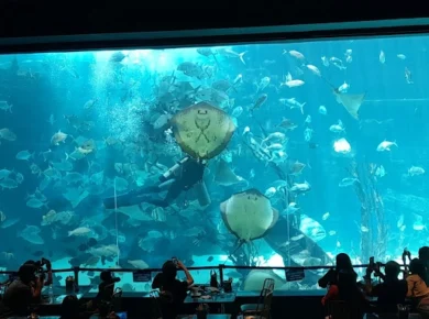 Image of Cebu Ocean Park's Aquarium with Stingrays and fishes swimming by Dawn Ramirez