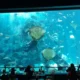 Image of Cebu Ocean Park's Aquarium with Stingrays and fishes swimming by Dawn Ramirez