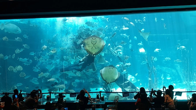 Image of Cebu Ocean Park's Aquarium with Stingrays and fishes swimming by Dawn Ramirez