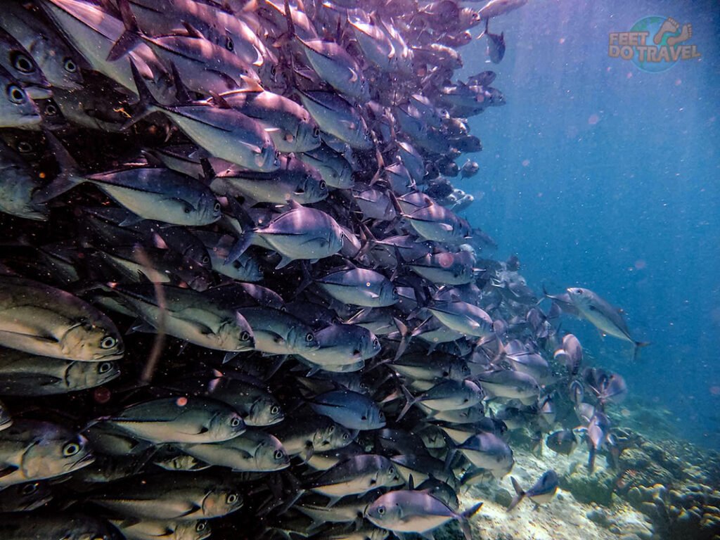 Moalboal, Cebu: The Underrated Paradise You Need to Visit fish
