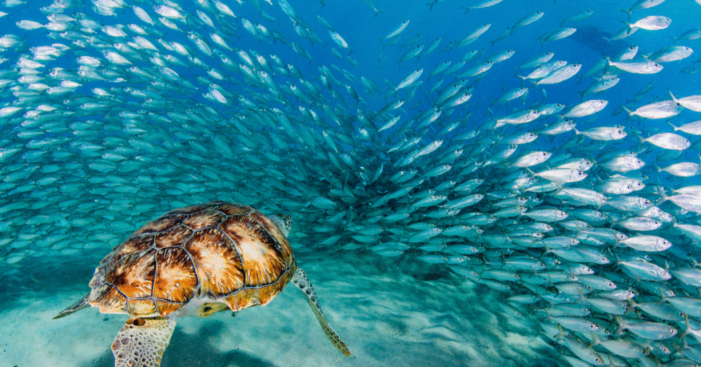 Weekends in cebu South